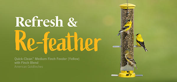 Help backyard birds during late summer and moulting season