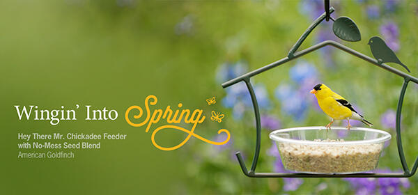 Make Your Backyard Come Alive This Spring