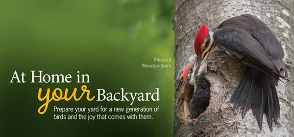 At Home in Your Backyard