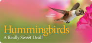 EDU Hummingbirds 2105E